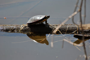 Les tortues sont faciles à observer dans les nombreux milieux humides.
