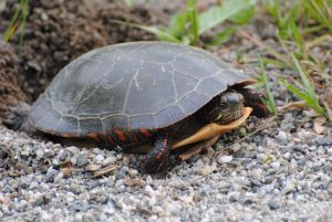 Tortue géographique lors de la ponte, début juin.